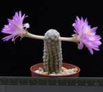 Mammillaria theresae Mammillaria theresae