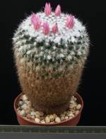 Mammillaria dealbata Mammillaria dealbata