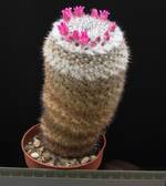 Mammillaria albilanata Mammillaria albilanata