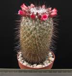 Mammillaria krasuckae Mammillaria krasuckae