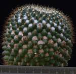 Mammillaria marksiana Mammillaria marksiana
