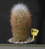 Neoporteria nidus senilis 7009 Neoporteria nidus senilis 7009