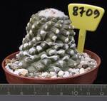 Neochilenia krausii 8709 Neochilenia krausii 8709