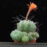 Matucana madisoniorum Matucana madisoniorum