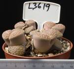 Lithops schwantesii 8,5 Lithops schwantesii 8,5