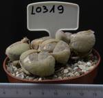 Lithops pseudotruncatella v. pseudotruncatella 8,5 Lithops pseudotruncatella v. pseudotruncatella 8,5