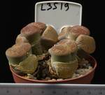 Litops aucampiae v. aucampiae 8,5 Litops aucampiae v. aucampiae 8,5