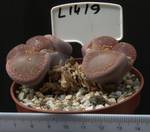 Lithops aucampiae 8,5 Lithops aucampiae 8,5
