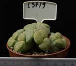 Lithops terricolor Speckled Gold 8,5 Lithops terricolor Speckled Gold 8,5