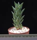 Astroloba dodsoniana Astroloba dodsoniana