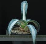 Agave americana mediopicta v. alba Agave americana mediopicta v. alba