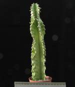 Euphorbia ammak variegata Euphorbia ammak variegata