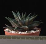 Haworthia limifolia 8,5 Haworthia limifolia 8,5