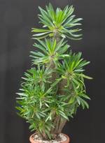 Pachypodium lamerei Pachypodium lamerei