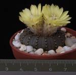 Frailea castanea Frailea castanea