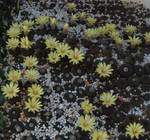 Frailea castanea Frailea castanea