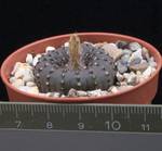 Frailea castanea Frailea castanea