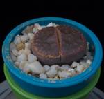 Lithops aucampiae ssp. aucampiae v. aucampiae Lithops aucampiae ssp. aucampiae v. aucampiae