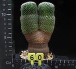 Mammillaria microthele