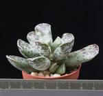 Adromischus cooperi