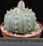 Astrophytum asterias f. nudum