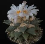 Ariocarpus furfuraceus