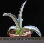 Agave americana f. mediopicta v. alba
