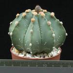 Astrophytum asterias x myriostigma nudum