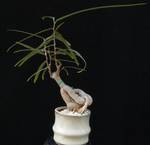 Brachychiton rupestris