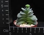 Crassula Morgan beauty