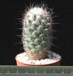 Coryphantha durangensis