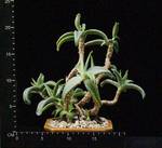 Cotyledon octopus