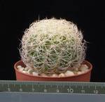 Discocactus araneispinus