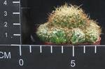 Dolichothele camptotricha