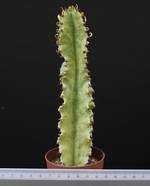 Euphorbia ammak