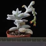 Echeveria leucotricha