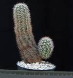 Echinocereus reichenbachii v. purpureus