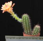 Echinocereus huitcholensis