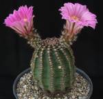 Echinocereus weinbergii