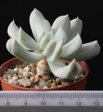 Echeveria rowleanus