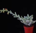 Echeveria leucotricha