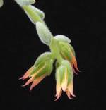 Echeveria leucotricha