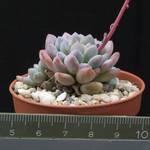 Echeveria minima