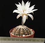 Gymnocalycium ragonesii