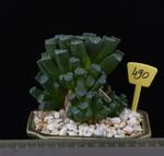 Haworthia maughanii