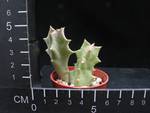 Huernia aspera