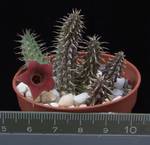 Huernia pillansii x macrocarpa