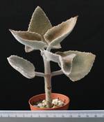Kalanchoe beharensis