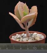 Kalanchoe fedtschenkoi