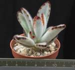 Kalanchoe tomentosa